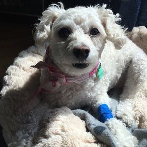 Meet your Posher, Corinne